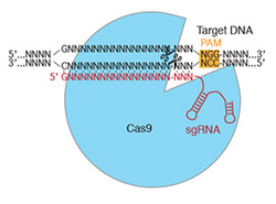 Cas9 CRISPR C. elegans Dickinson